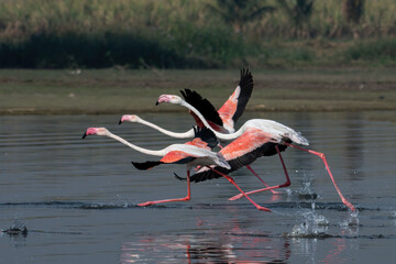 Flock of Greater Flamingos preparing to take flight at Bhigwan in Maharashtra, India