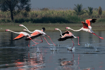 Flock of Greater Flamingos preparing to take flight at Bhigwan in Maharashtra, India
