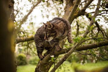 A gray brown tabby cat sits in the tree and observes curiously and attentively. Tree branches with green leaves. European shorthair cat. Spring and summer mood.