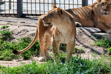 Obraz premium lion in the zoo