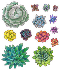 Collection, set of colored succulents and cacti. Handmade product.