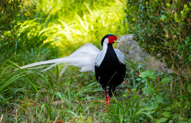Pheasant -- silver pheasant