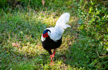 Pheasant -- silver pheasant
