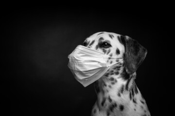 Portrait of a Dalmatian breed dog in a protective medical mask, on a black background.