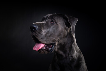 Portrait of a Great Dane dog, on an isolated black background.