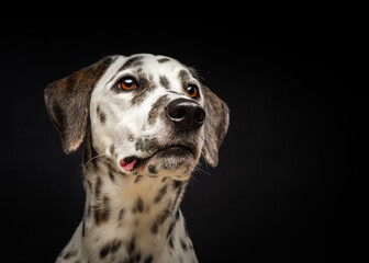 Portrait of a Dalmatian dog, on an isolated black background.