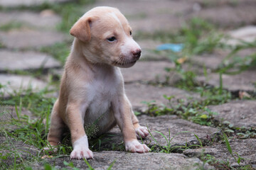 light Brown pet dog puppy sitting on the ground
