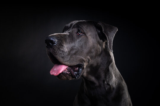 Portrait of a Great Dane dog, on an isolated black background.