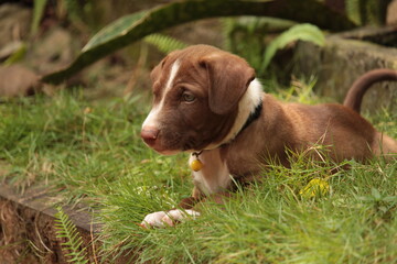 young Brown pet dog puppy on the grass 
