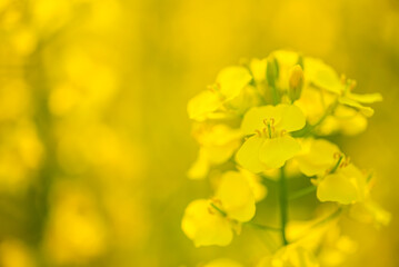 Fototapeta na wymiar Spring blooming rapeseed flowers background