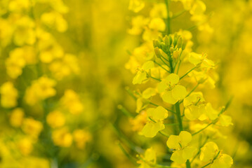 Spring blooming rapeseed flowers background