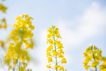 Spring blooming rapeseed flowers background