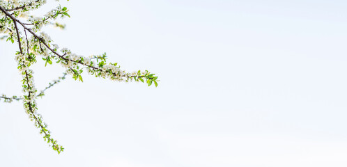 white plum blossoms in spring