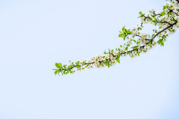 white plum blossoms in spring