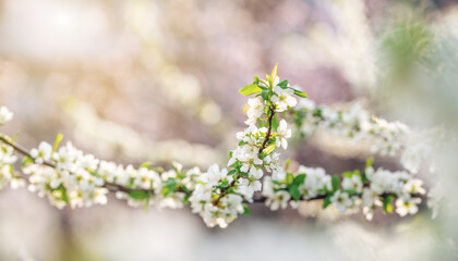 Fototapeta premium white plum blossoms in spring
