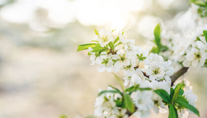 Fototapeta na wymiar white plum blossoms in spring