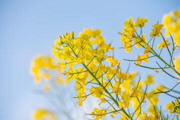 Spring blooming rapeseed flowers background