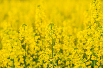 Obraz premium Spring blooming rapeseed flowers background