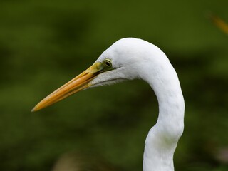 ダイサギの頭部アップ Great egret head up