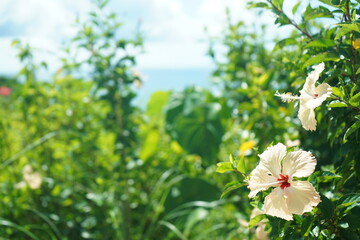 石垣島のハイビスカス