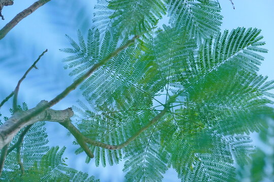 Looking up toptrees the blue sky and blurred trees tropical summer bgm