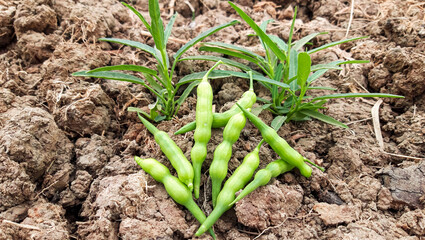  Radish Green seed pods. Rat tail Radish, Serpent radish or Tail pod radish.