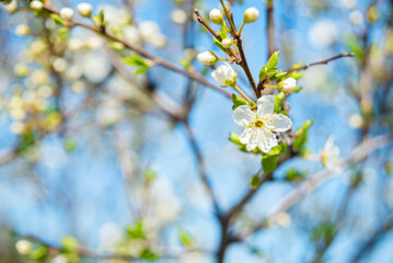 Blossoms over blurred nature background. Spring flowers.Spring background with blue bokeh
