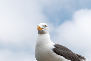 Le Goeland du Mont