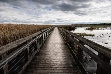 Fototapeta na wymiar Beautiful view of of the marsh and boardwalk in Point Pelee