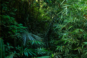 tropical plant with green leaves bali