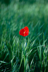 red poppy in the field
