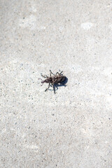 Large pine weevil - Hylobius abietis. In 1915, a weevil attacked the cotton fields of Alabama and destroyed the entire crop. The farmers were on the verge of ruin.