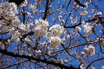 満開の桜の木　画面いっぱい