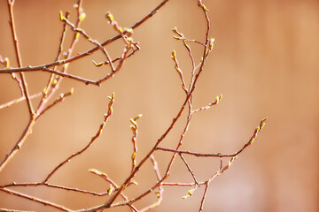 Fototapeta na wymiar spring branches shoots leaves seasonal background