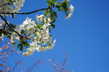 Obraz premium 白い桜と青空 背景にピンクの桜