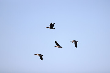 geese flock against the sky freedom wildlife birds