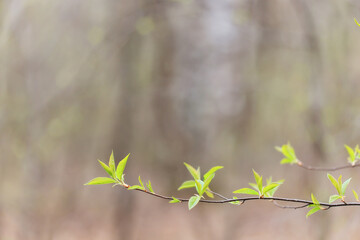 spring branches shoots leaves seasonal background