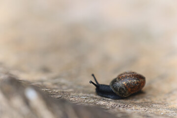 slow snail macro garden nature is small