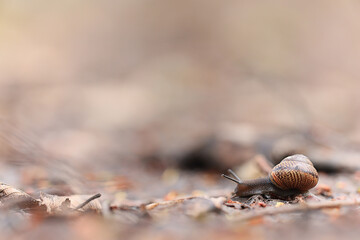 slow snail macro garden nature is small