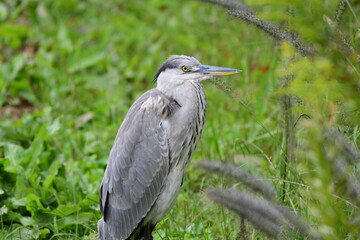 雨上がりの草地のアオサギ Gray heron in the grassland after the rain
