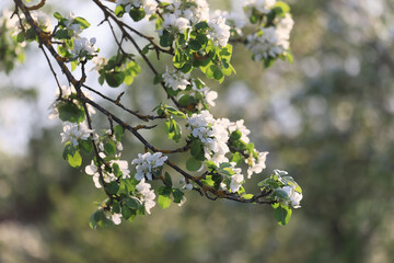blooming apple orchard spring background branches trees flowers nature