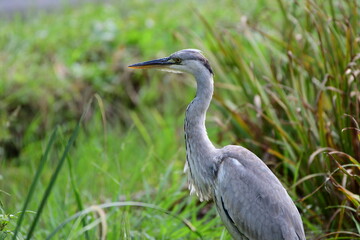 雨上がりの草地のアオサギ Gray heron in the grassland after the rain