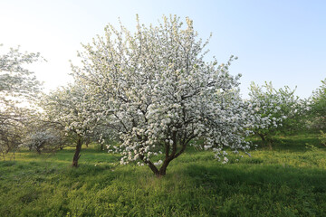 blooming apple orchard spring background branches trees flowers nature