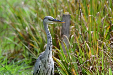 雨上がりの草地のアオサギ Gray heron in the grassland after the rain