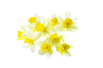 Obraz na płótnie Canvas yellow daffodil isolated on a white background