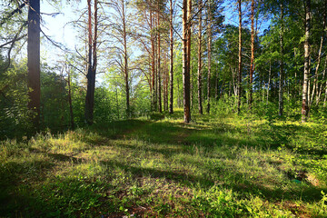 landscape spring forest background nature