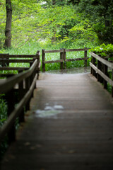 Fototapeta premium 柿田川 桟道分かれ道