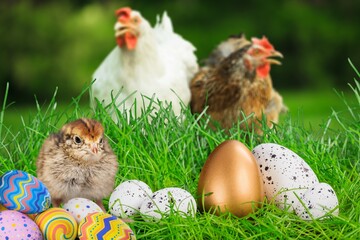 Happy Easter concept.  Chicken with colorful eggs on green grass.