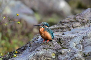 岩と花とカワセミ Rocks, flowers and Common kingfisher