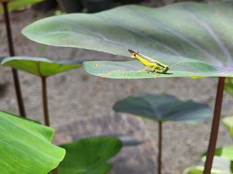 dragonfly on a leaf